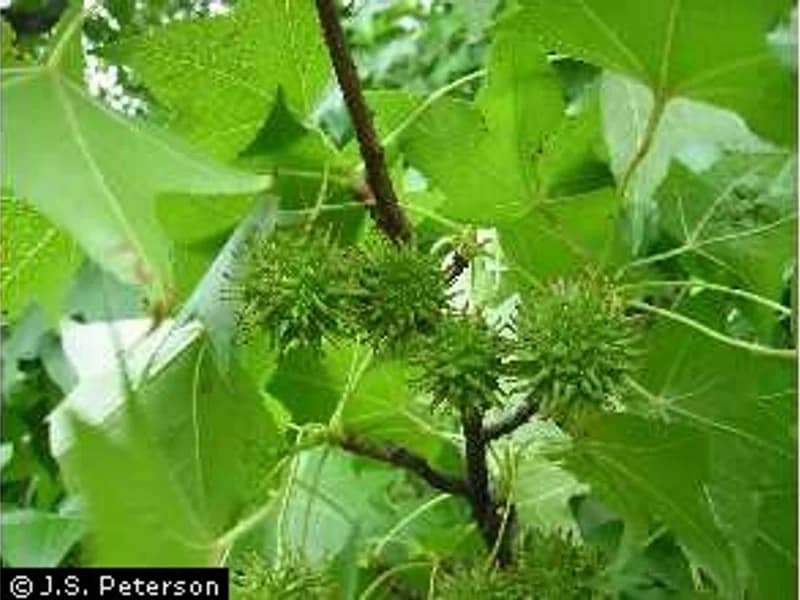 American Sweetgum