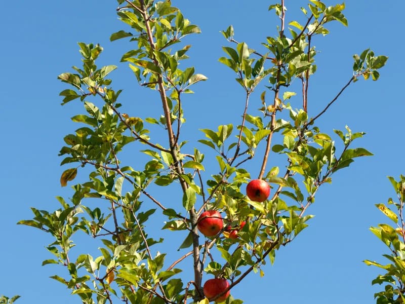 Anna Apple