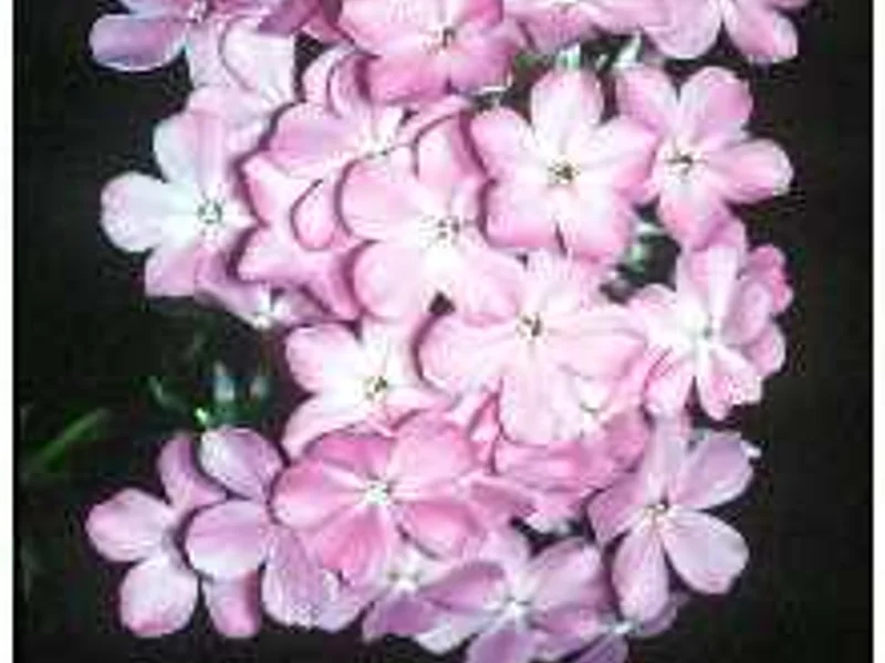 Autumn Phlox