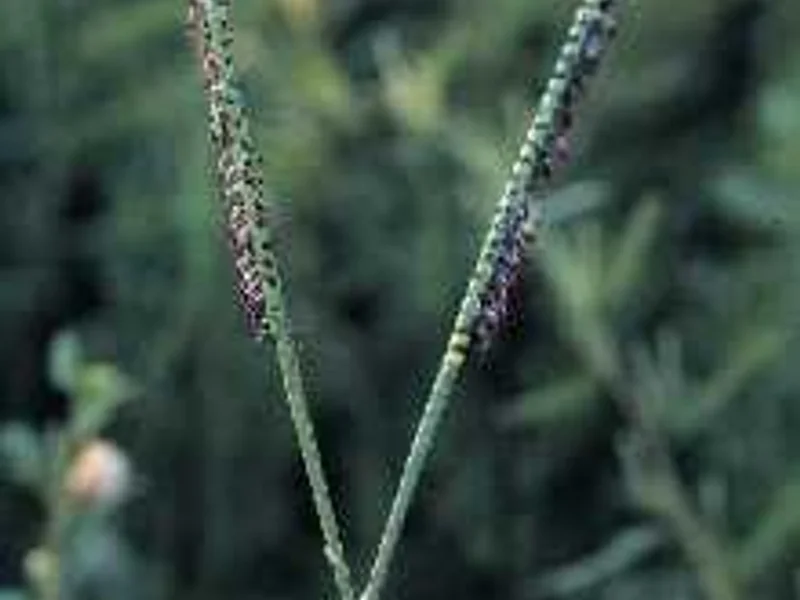 Bahia Grass