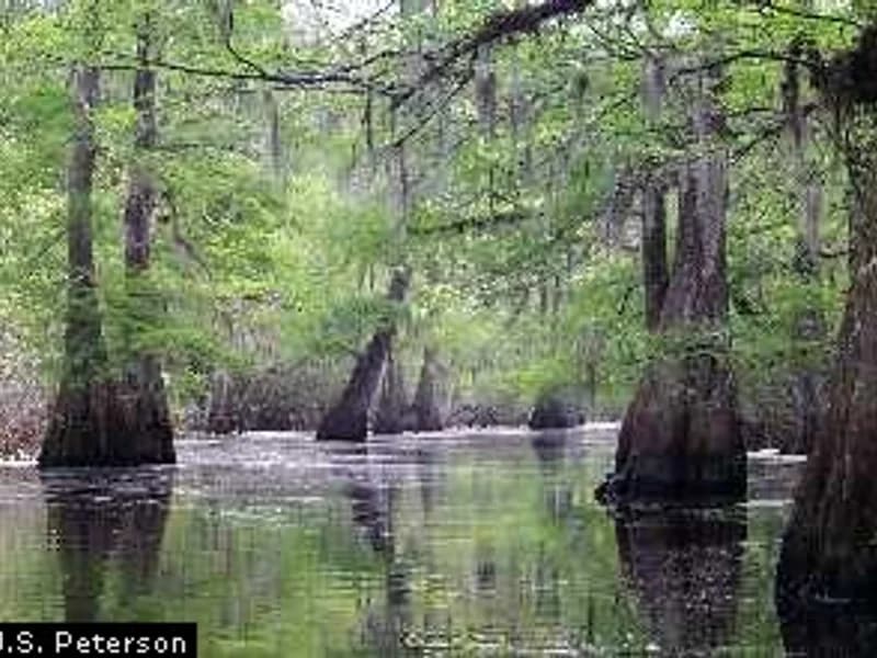 Bald Cypress