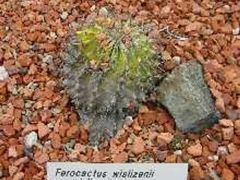 Barrel Cactus