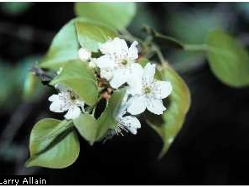 Bartlett Pear