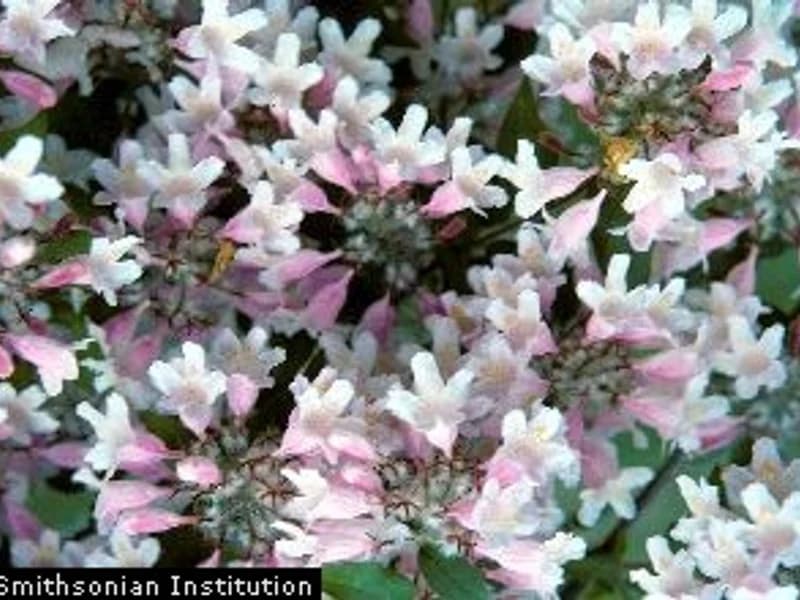 Beautybush