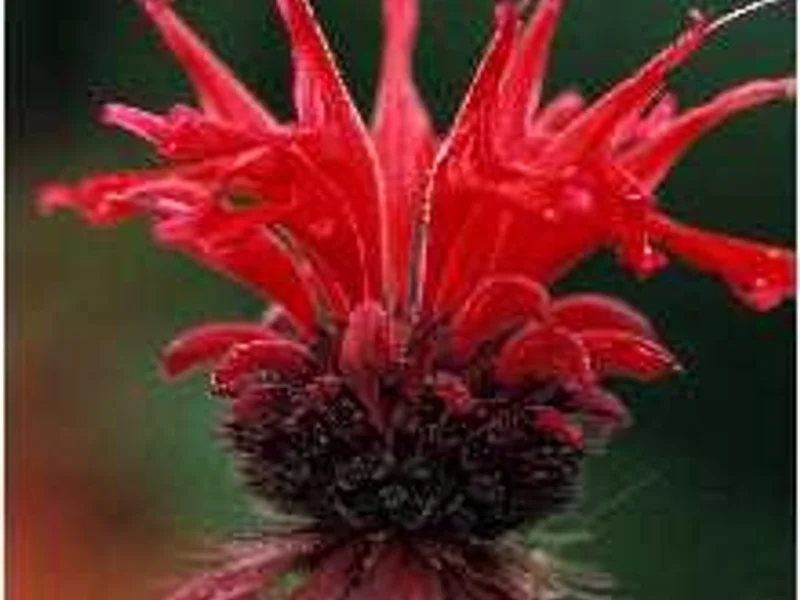 Bee Balm Jacob Cline