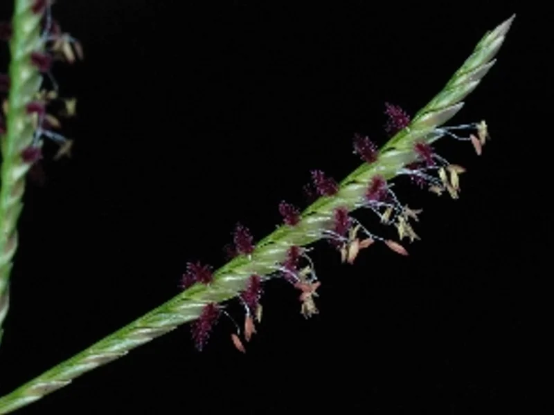 Bermuda Grass