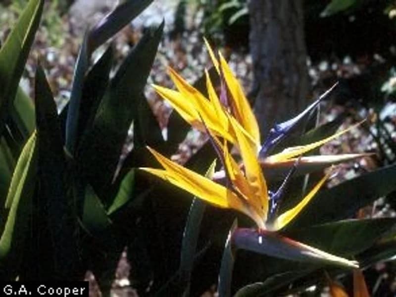 Bird of Paradise