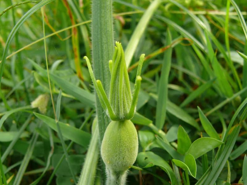Black Beauty Zucchini