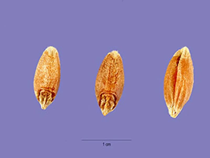 Black Tip Wheat