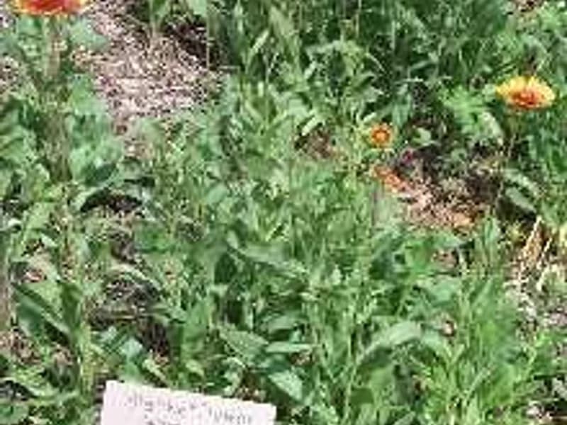 Blanket Flower