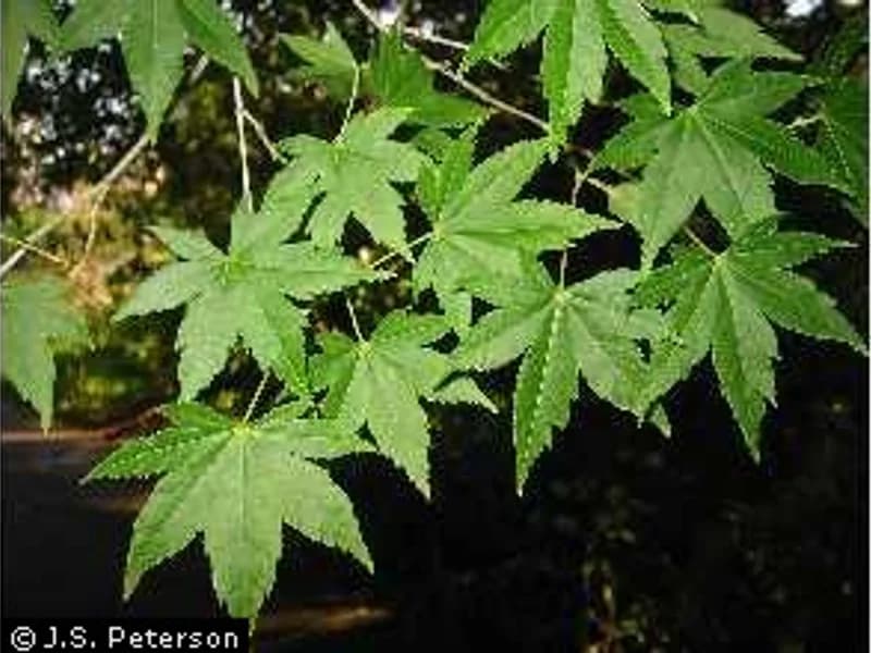 Bloodgood Japanese Maple