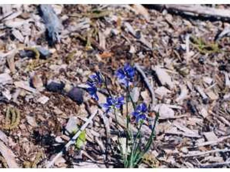 Blue-Eyed Grass