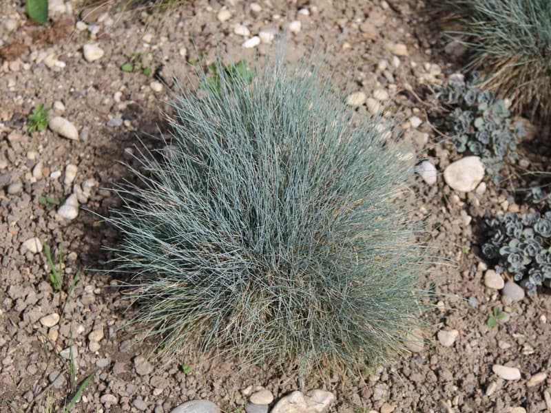 Blue Fescue