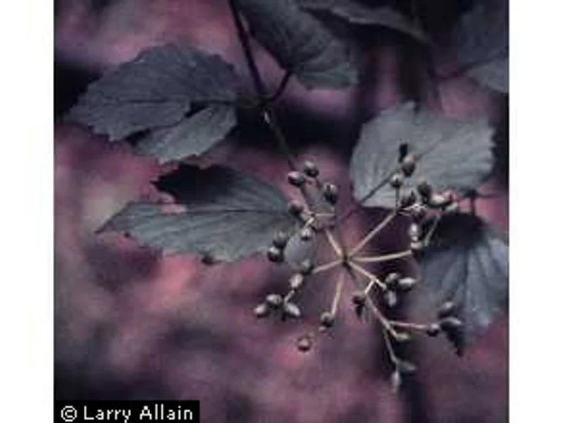 Blue Muffin Viburnum