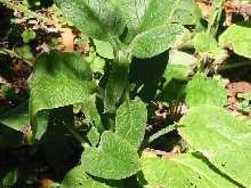Borage