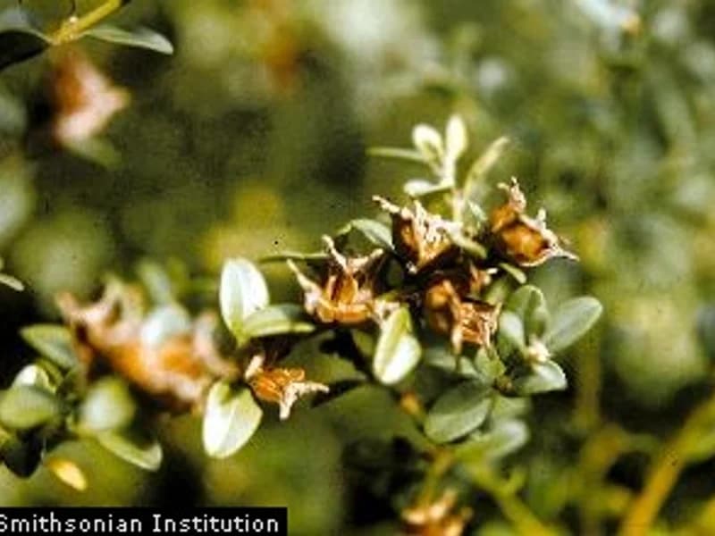 Boxwood Common