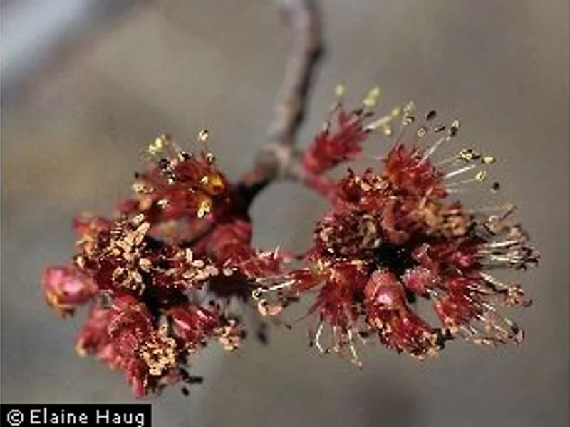 Brandywine Red Maple