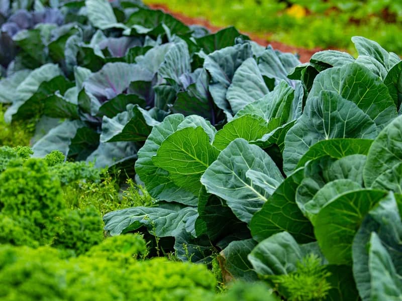 Brassica
