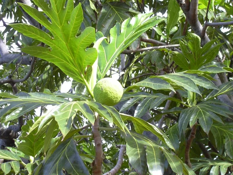 Breadfruit Ma'afala