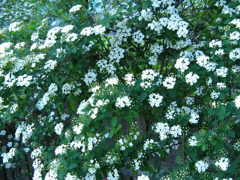 Bridal Wreath Spirea