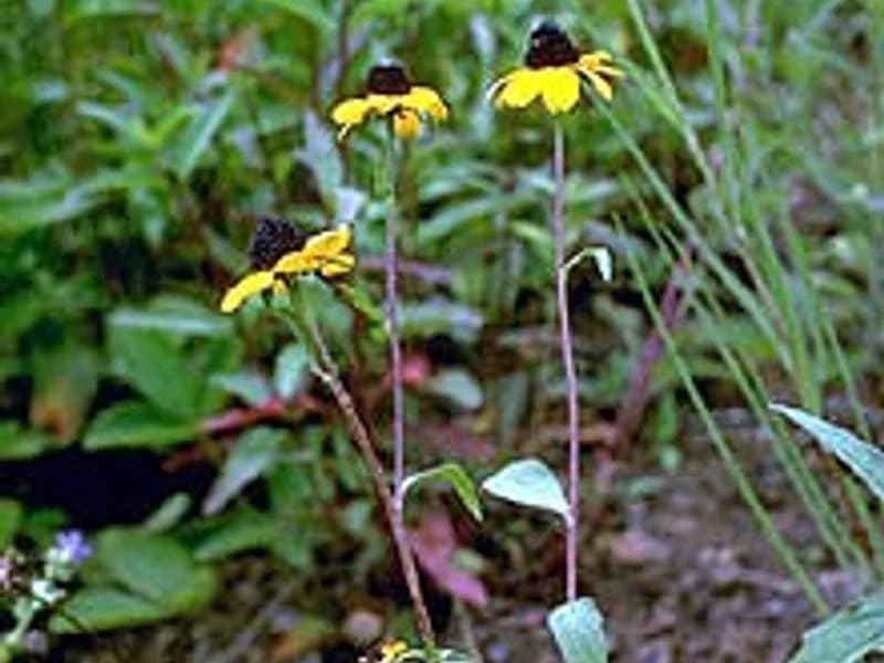 Brown-Eyed Susan