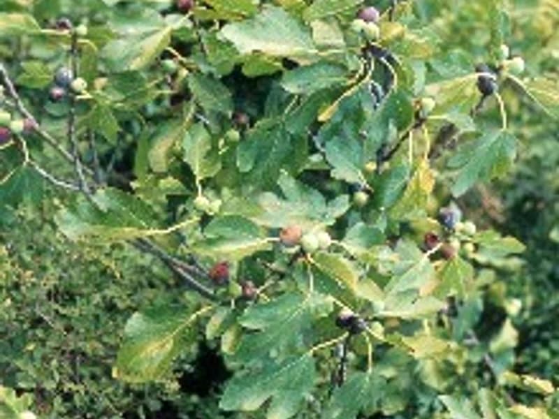 Brown Turkey Fig