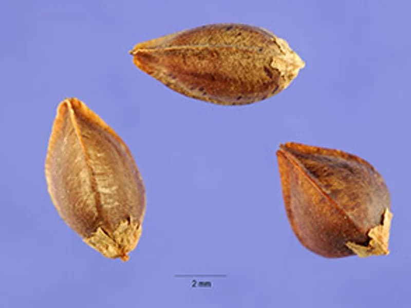 Buckwheat Microgreens