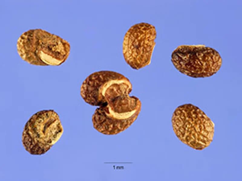 Bugleweed
