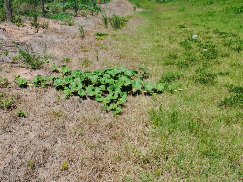 Burgess Buttercup Squash