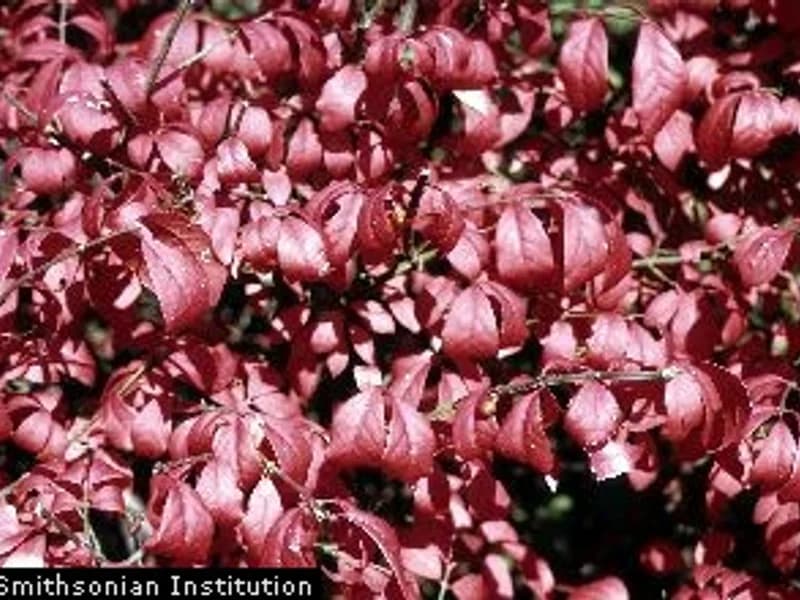 Burning Bush
