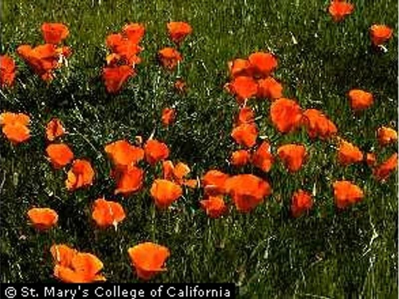 California Poppy