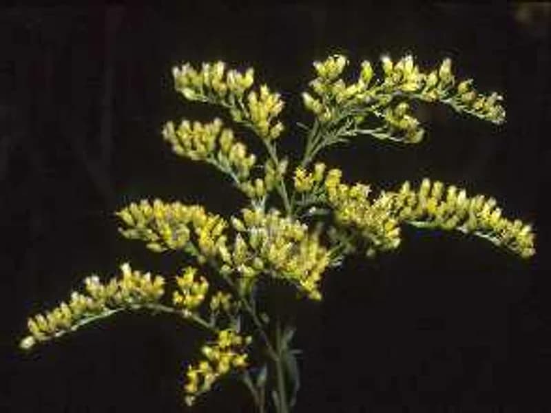 Canada Goldenrod