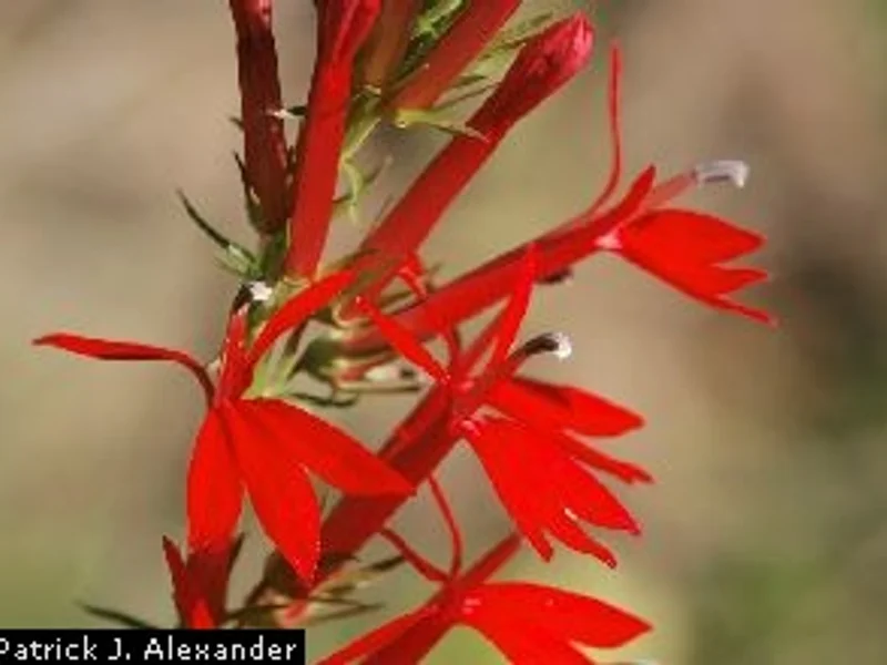 Cardinal Flower