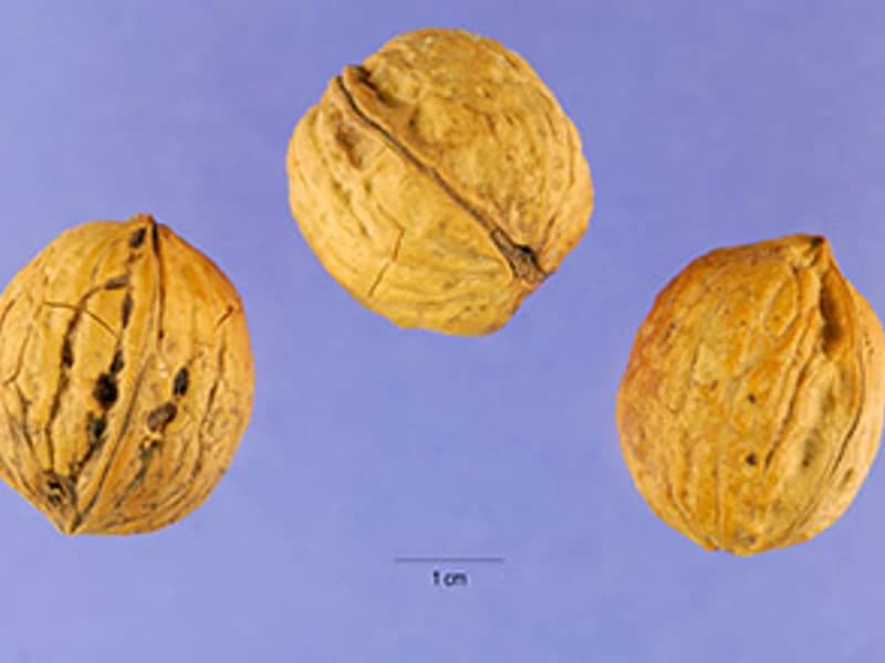 Carpathian Walnut
