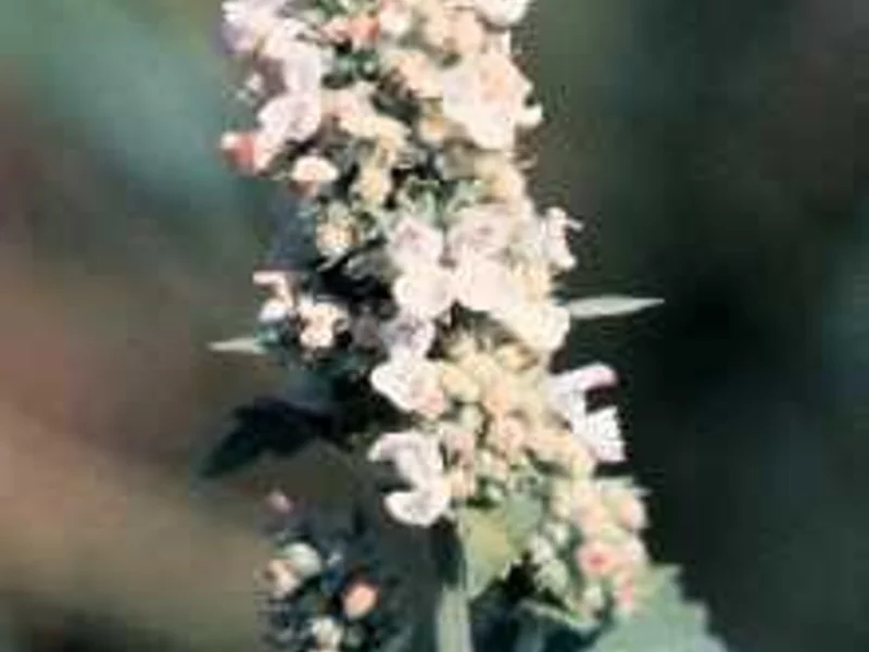 Catnip