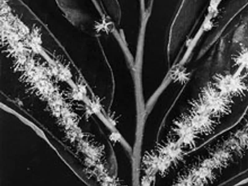Chestnut (American Revival)