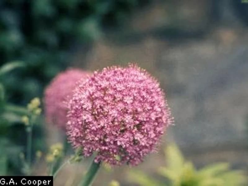 Chives Microgreens