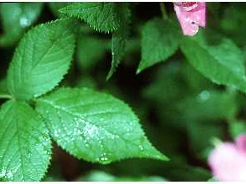 Climbing Rose - Eden