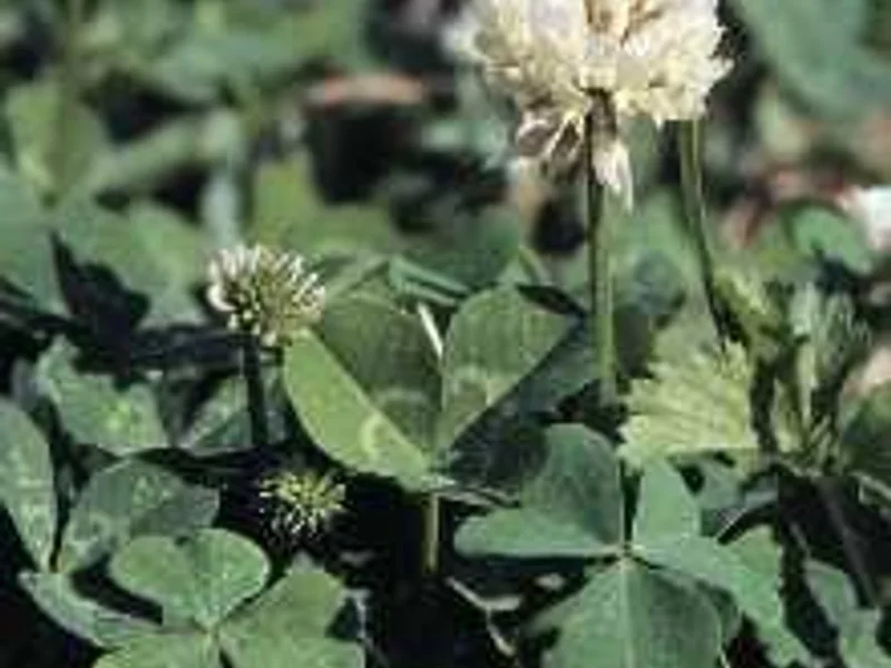 Clover Microgreens