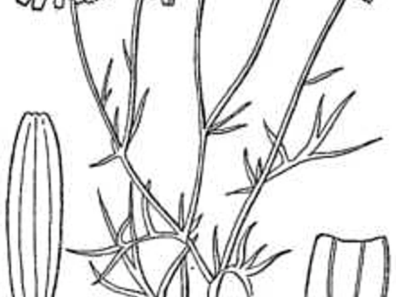 Common Chamomile