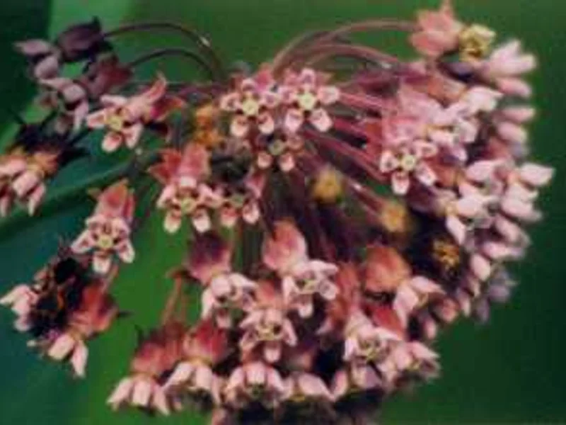 Common Milkweed