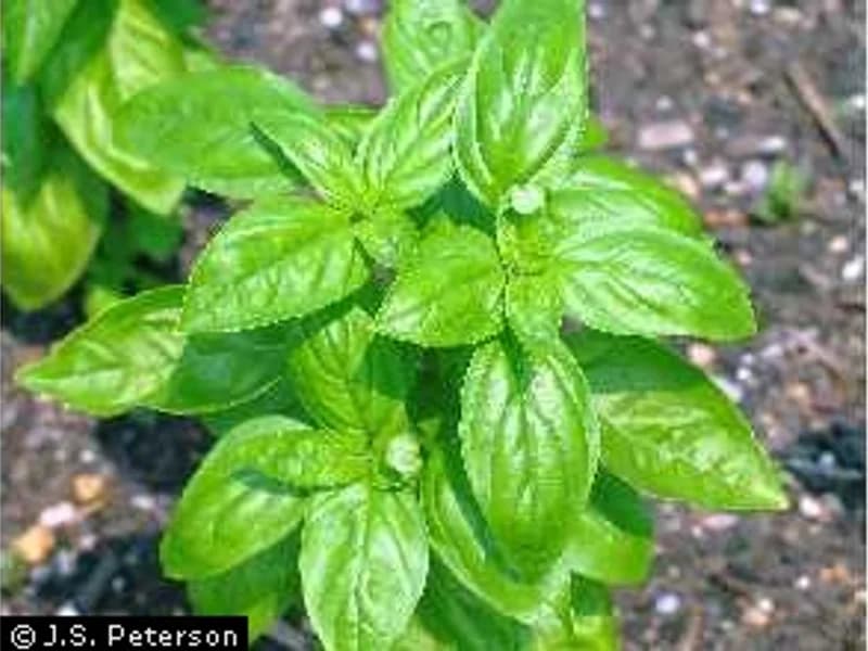 Common Mint