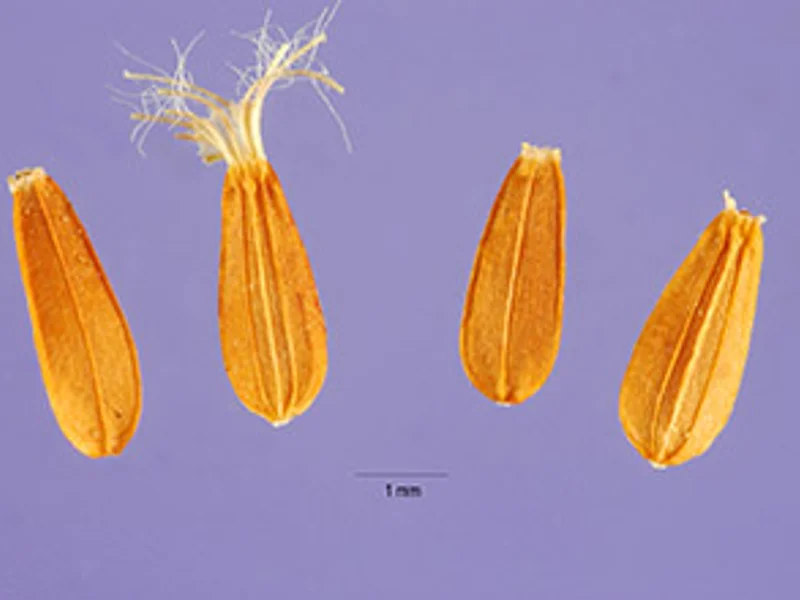 Common Valerian