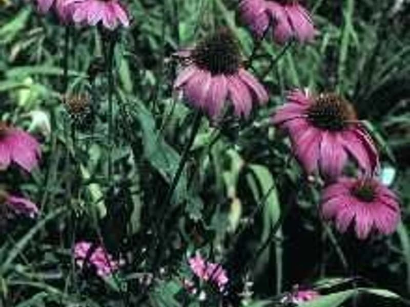 Coneflower Magnus