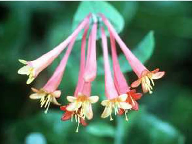 Coral Honeysuckle