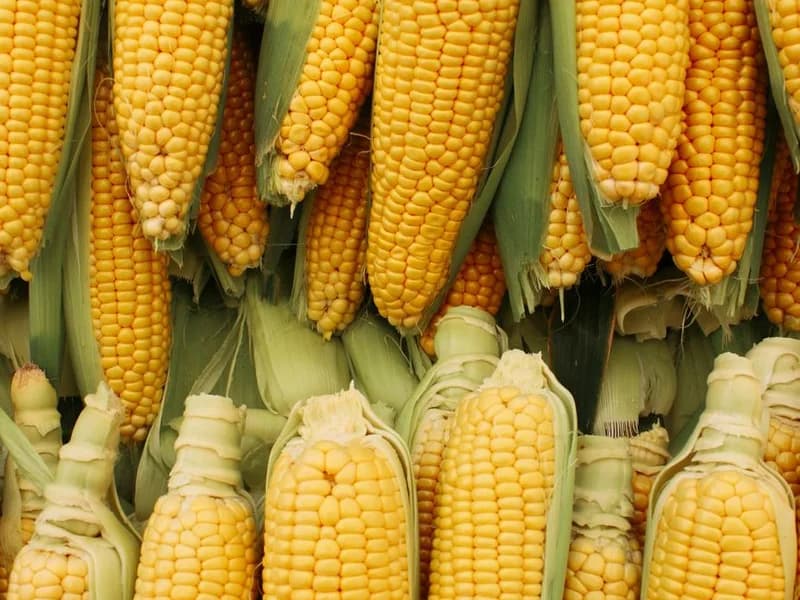 Corn