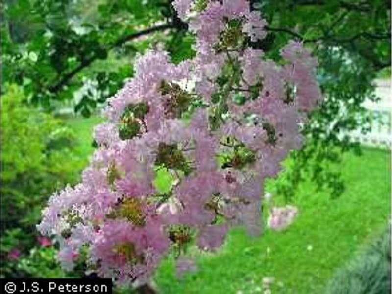 Crape Myrtle Natchez