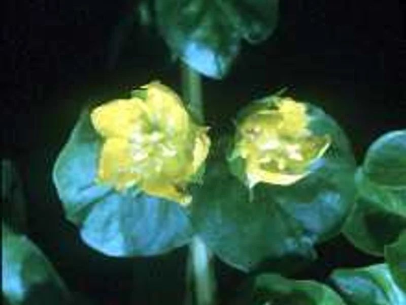 Creeping Jenny