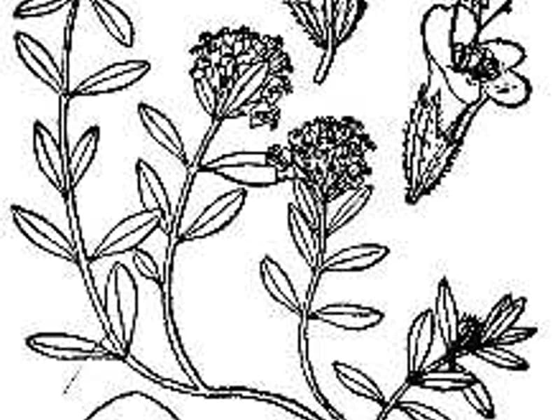 Creeping Thyme