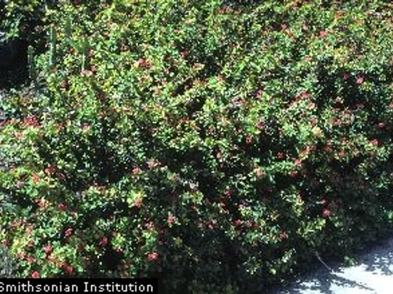 Crown of Thorns